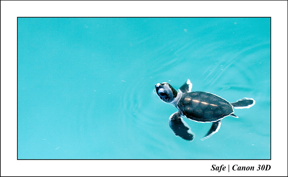 2006 - 07 - Gemia - Elevage de tortues 20